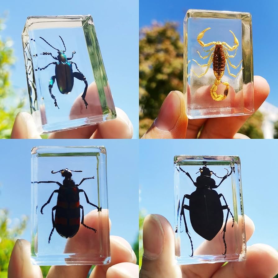 Amazon.co.jp: 昆虫標本 4個キット、透明 樹脂 標本 昆虫